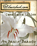 flowerbud.com