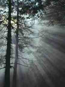 Your trees are a valuable asset to your property.  Root Awakening is a Nashville, Tennessee Area Based Company that does strictly organic soil injection therapy.